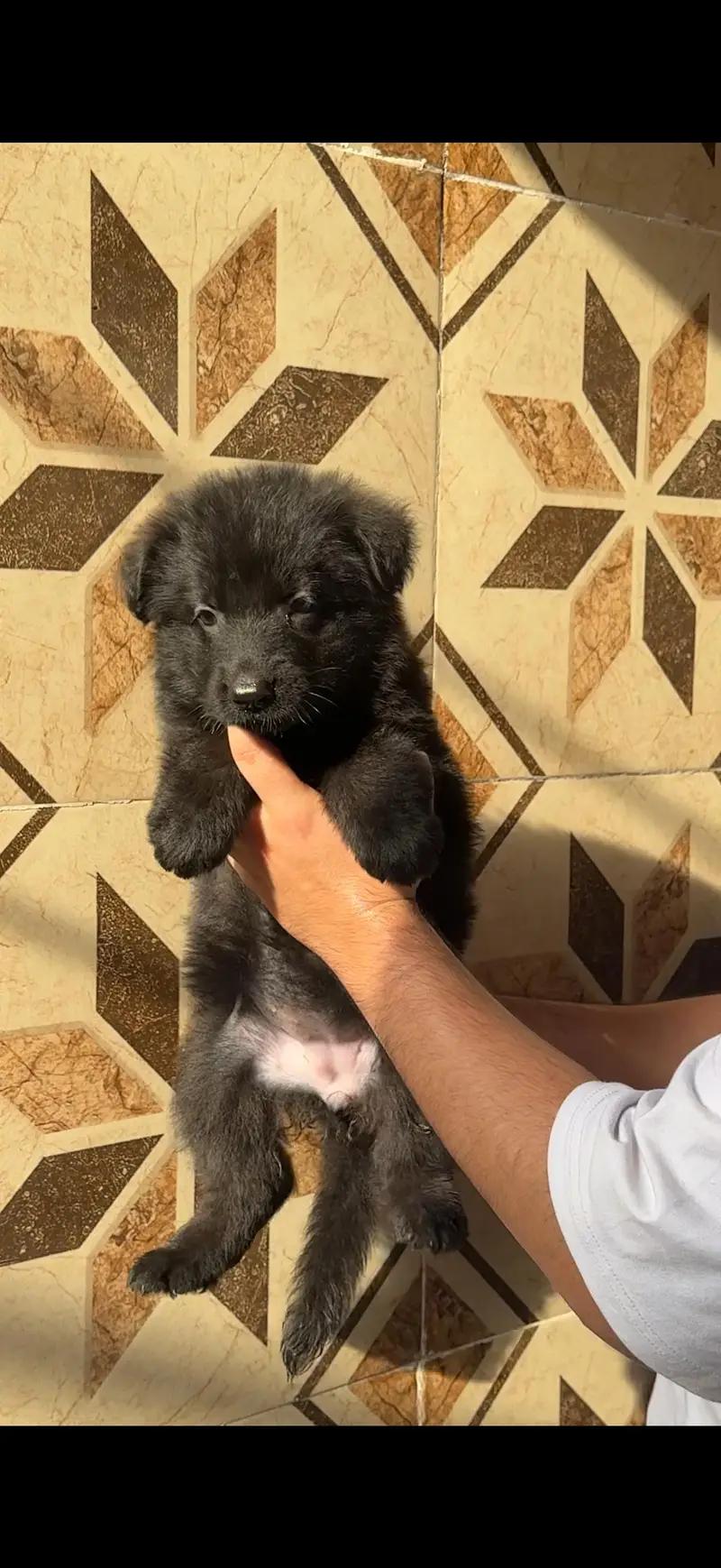 German shepherd