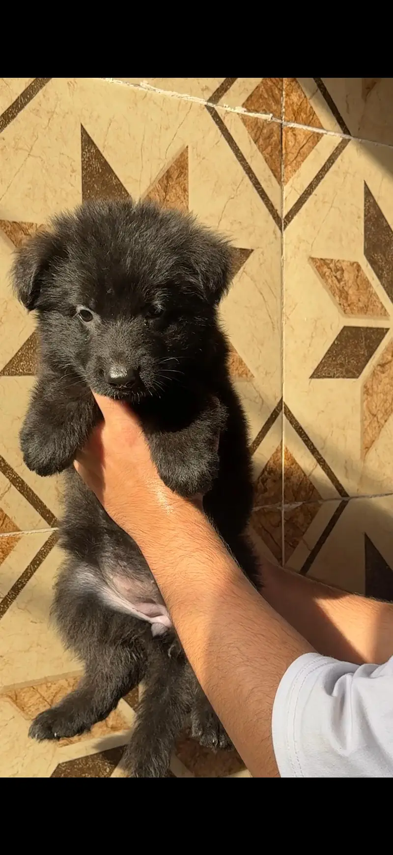 German shepherd — photo 2