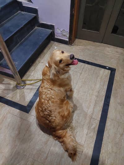 golden retriever