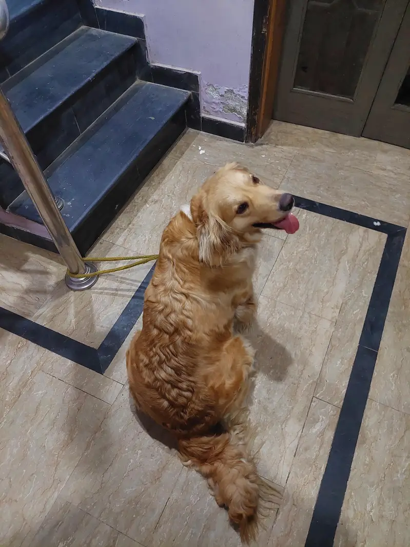 golden retriever — photo 2