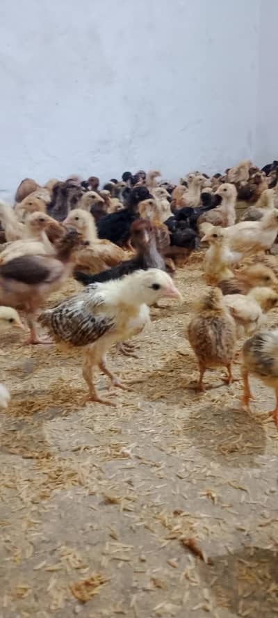 Desi 25 Day old Chicks vaccinated 190 per piece