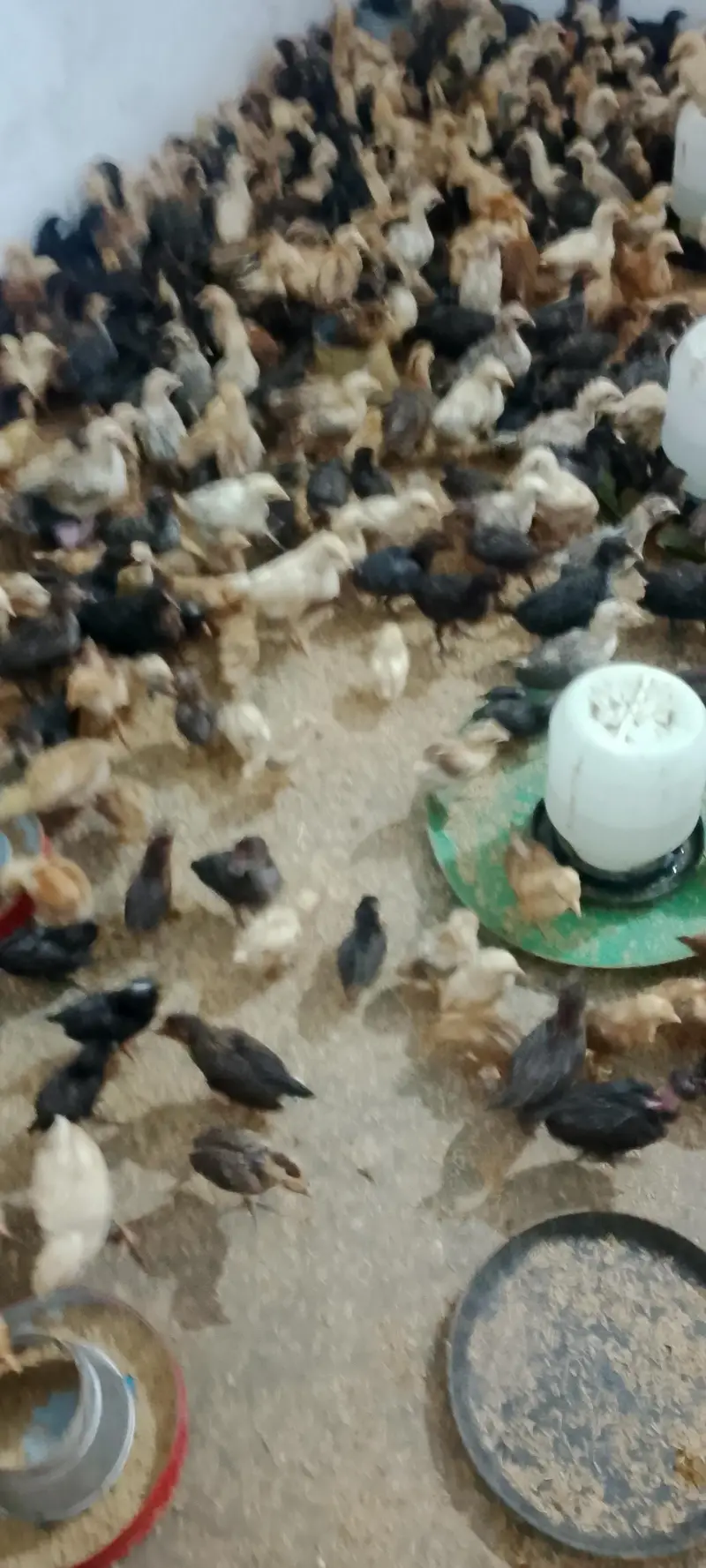 Desi 25 Day old Chicks vaccinated 190 per piece — photo 2
