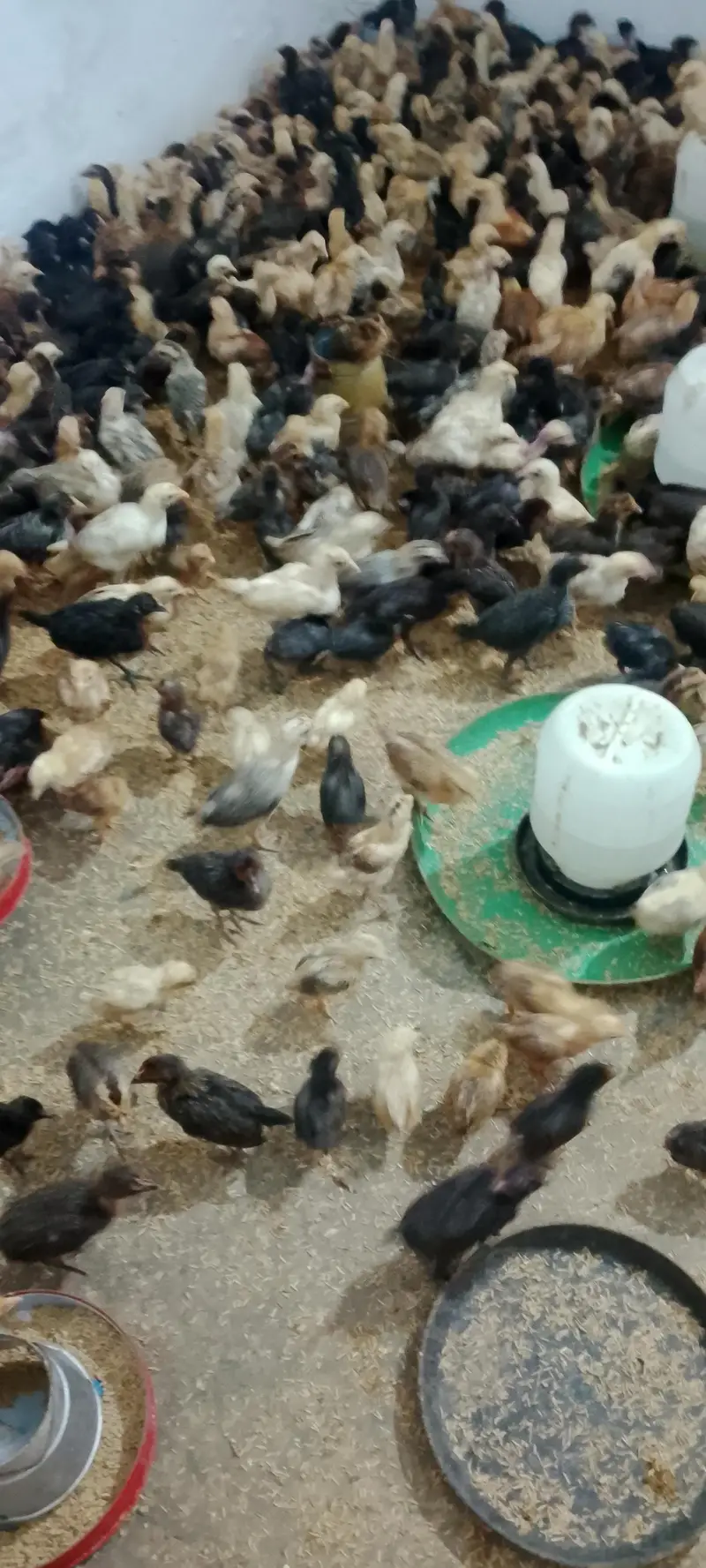 Desi 25 Day old Chicks vaccinated 190 per piece — photo 3