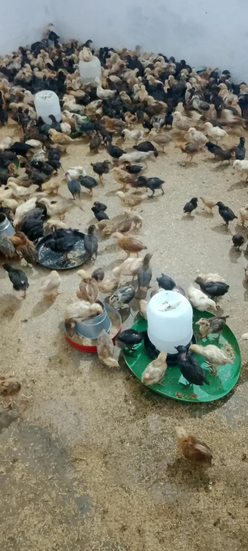 Desi 25 Day old Chicks vaccinated 190 per piece — photo 4