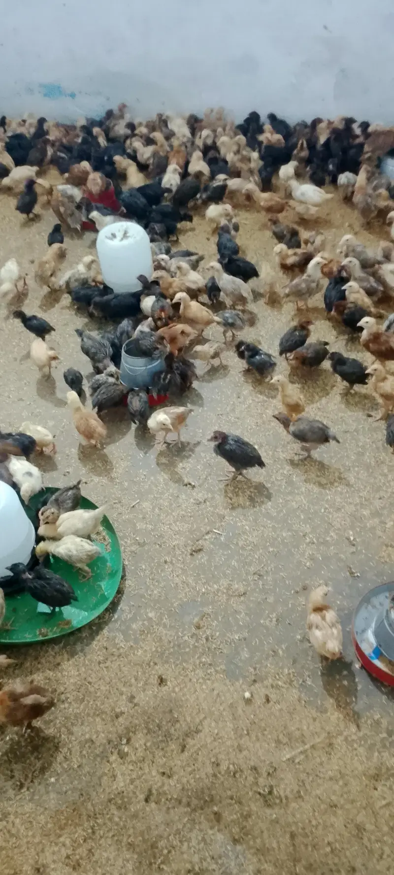 Desi 25 Day old Chicks vaccinated 190 per piece — photo 5