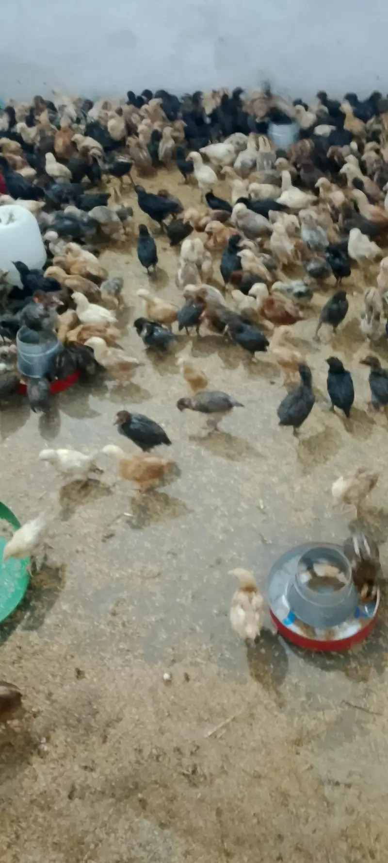 Desi 25 Day old Chicks vaccinated 190 per piece — photo 7