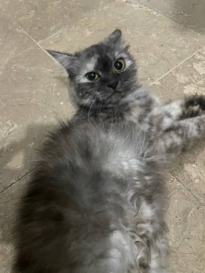 Persian cat female