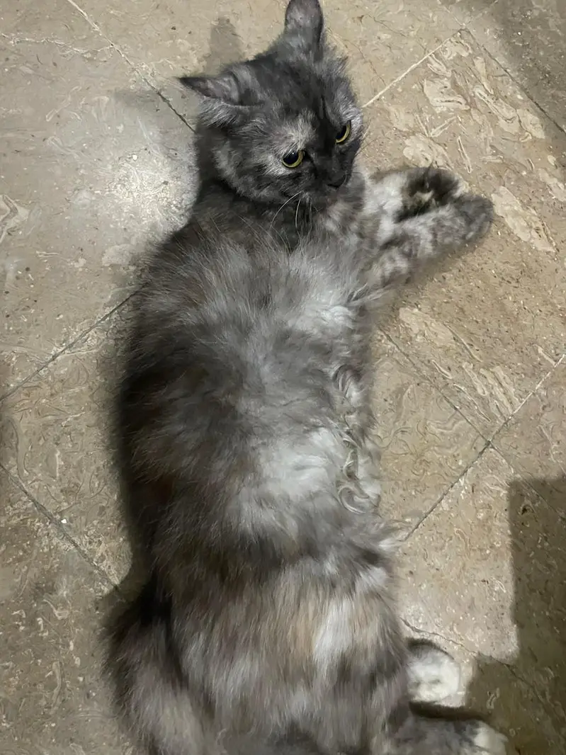 Persian cat female — photo 2