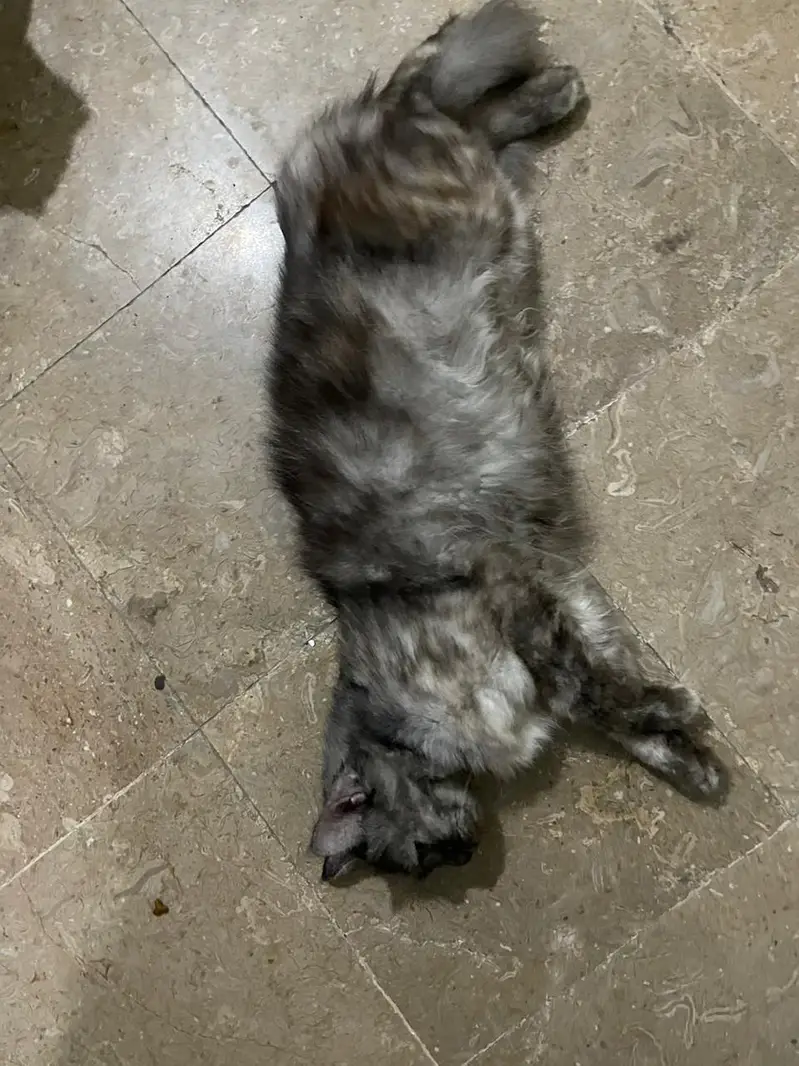 Persian cat female — photo 3