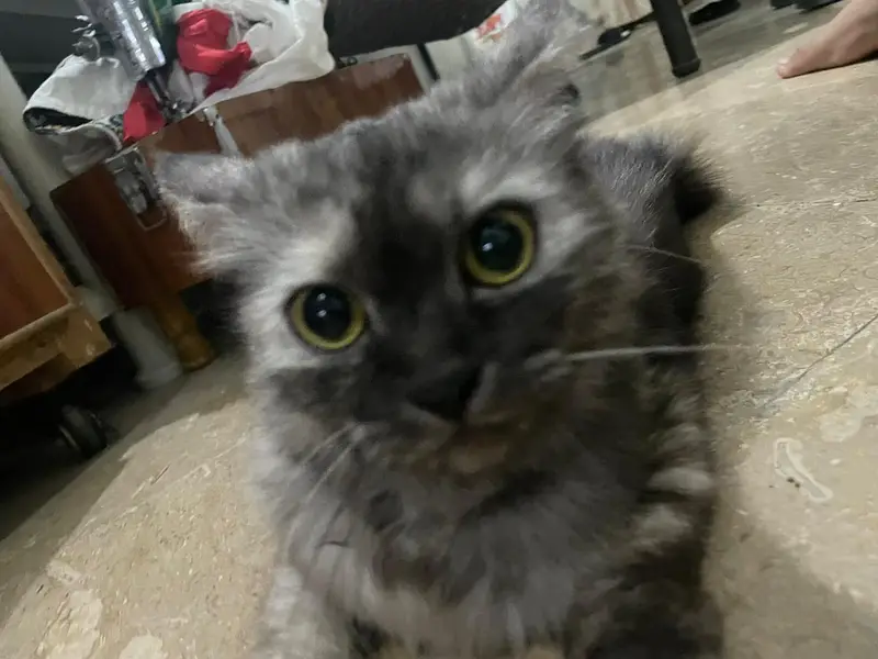 Persian cat female — photo 4