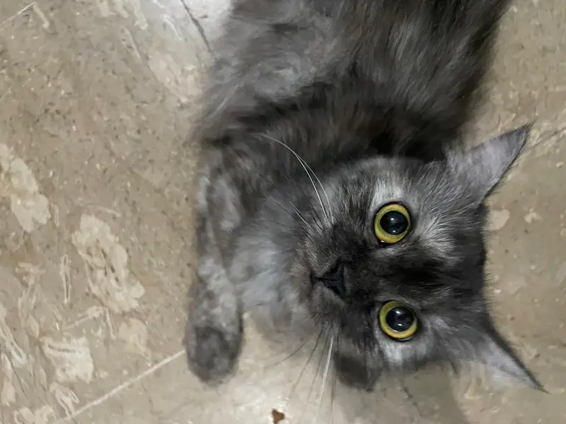 Persian cat female — photo 5