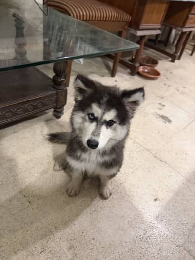 Siberian Husky odd eyes