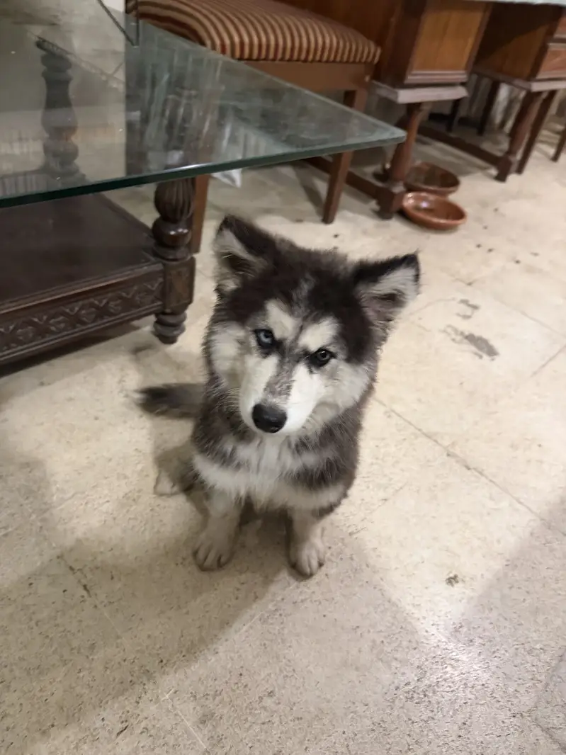 Siberian Husky odd eyes