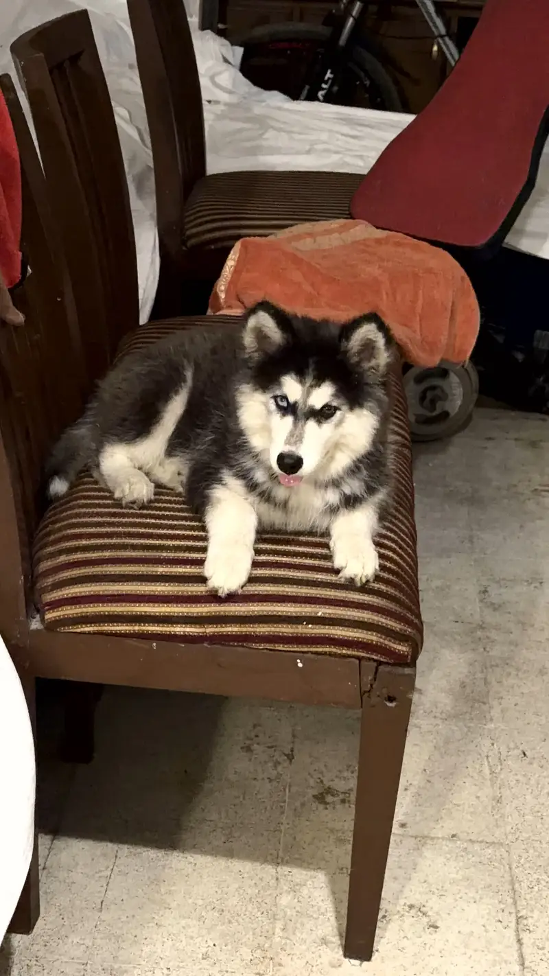 Siberian Husky odd eyes — photo 2