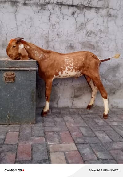 Makkhi cheena bakra for sale.