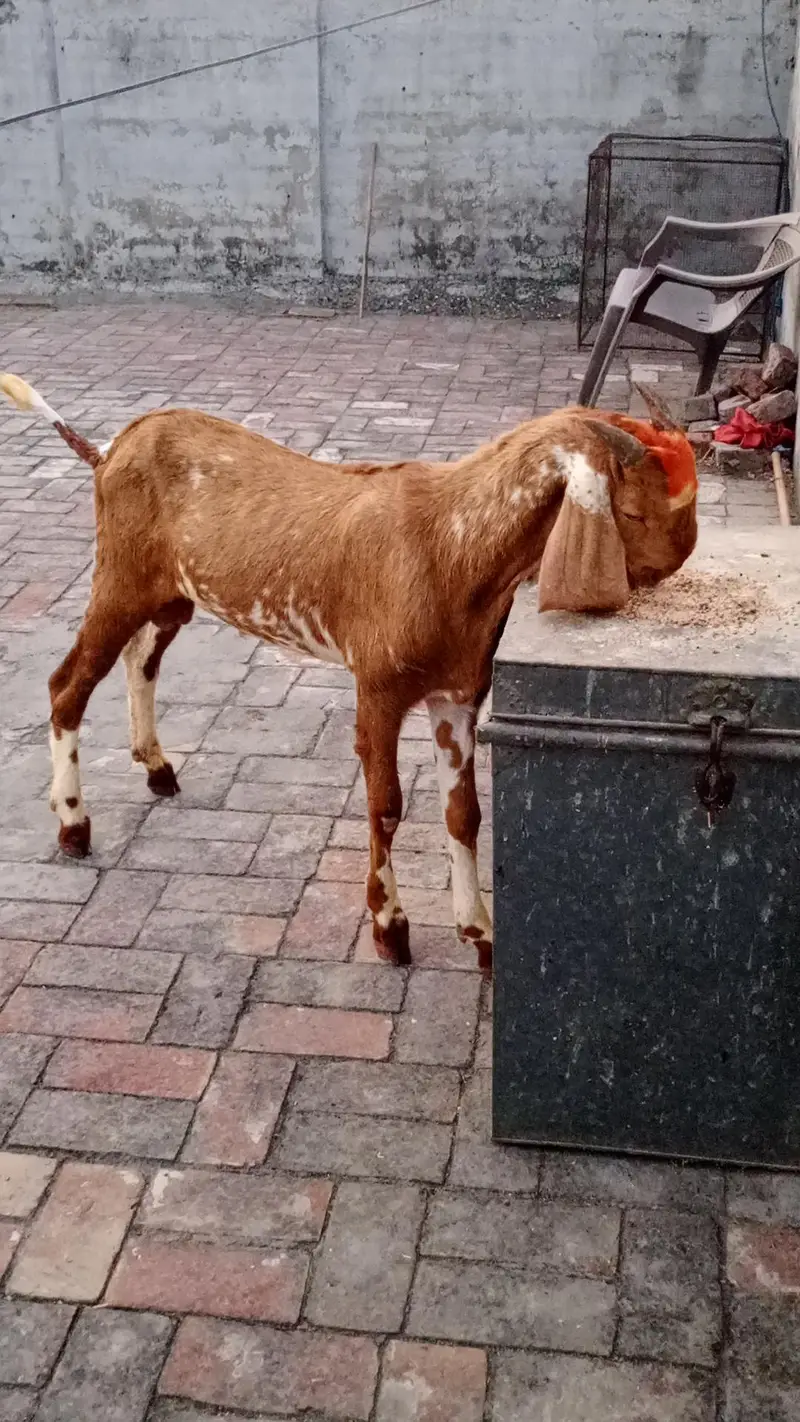 Makkhi cheena bakra for sale. — photo 2