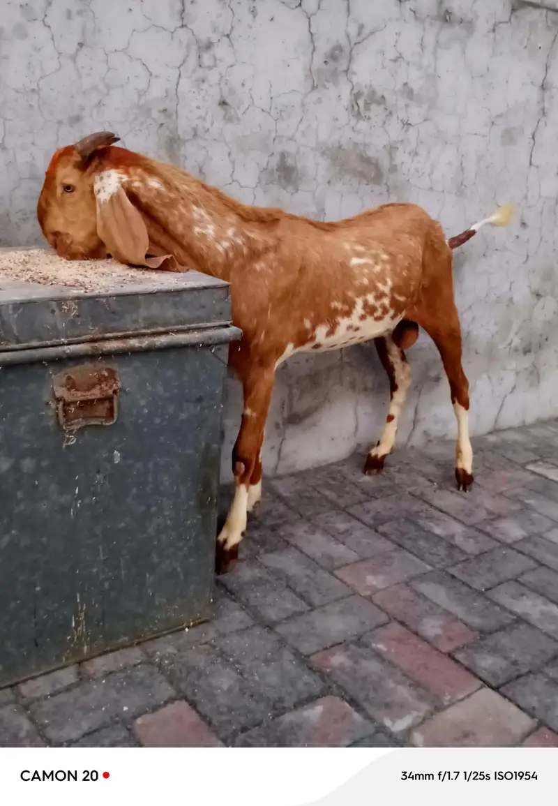 Makkhi cheena bakra for sale. — photo 3