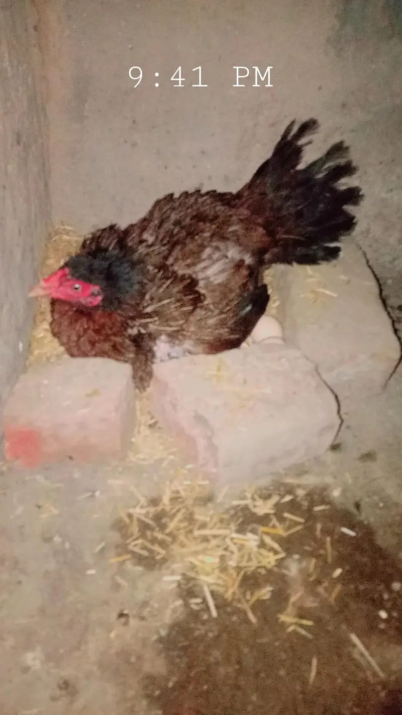 Mianwali Aseel 03240431137 white nok nli location Sheikhupura — photo 2