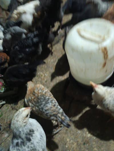 golden misri for sale ,fully vaccinated