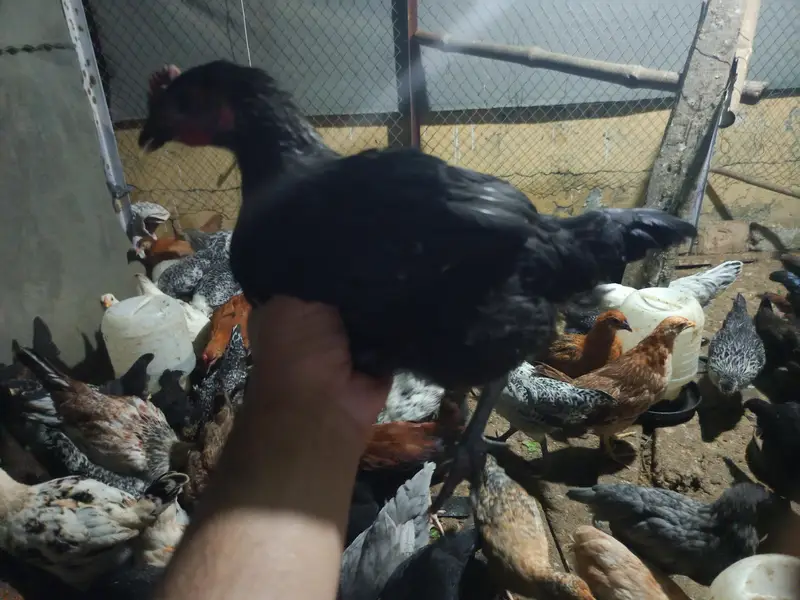 golden misri for sale ,fully vaccinated — photo 2