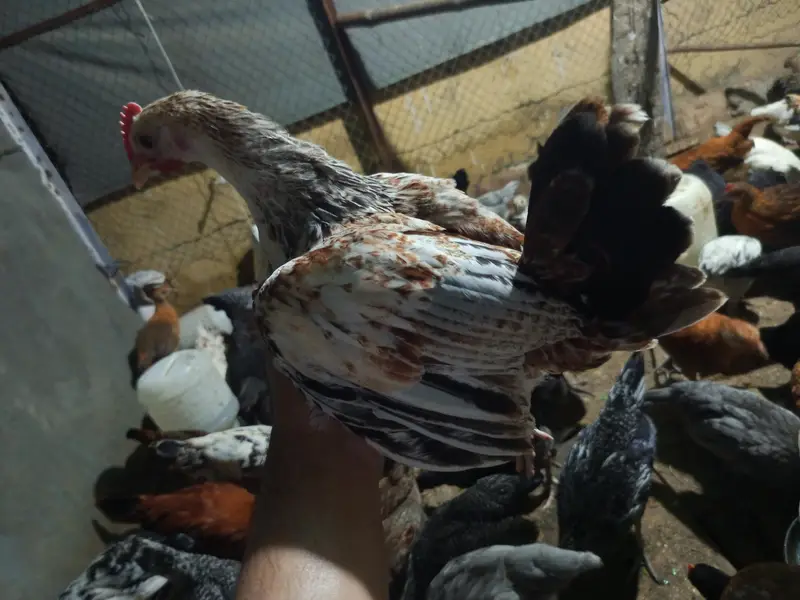 golden misri for sale ,fully vaccinated — photo 3