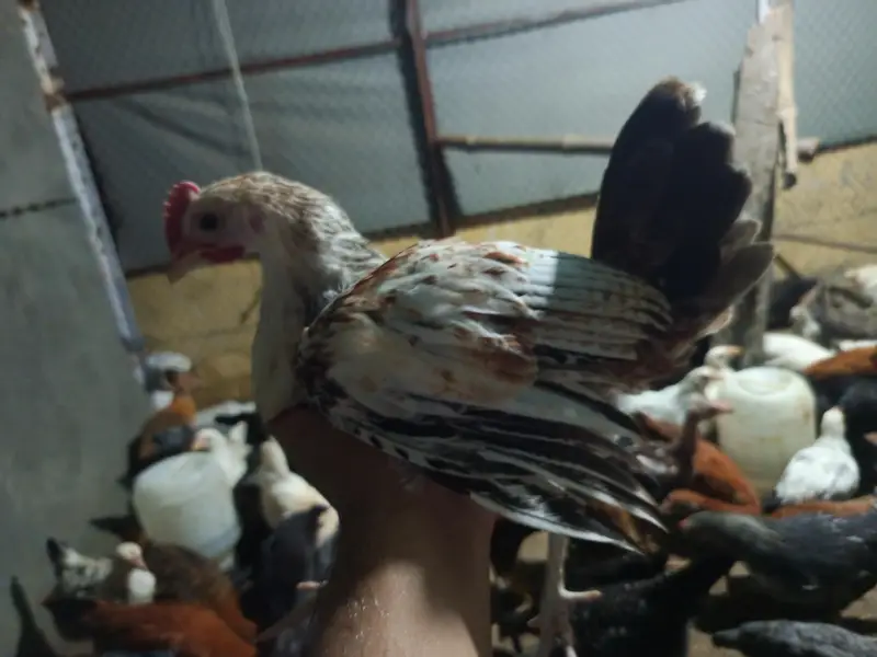 golden misri for sale ,fully vaccinated — photo 4