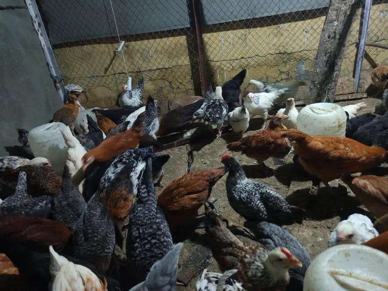 golden misri for sale ,fully vaccinated — photo 5