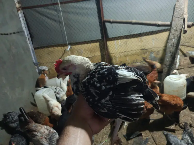 golden misri for sale ,fully vaccinated — photo 6