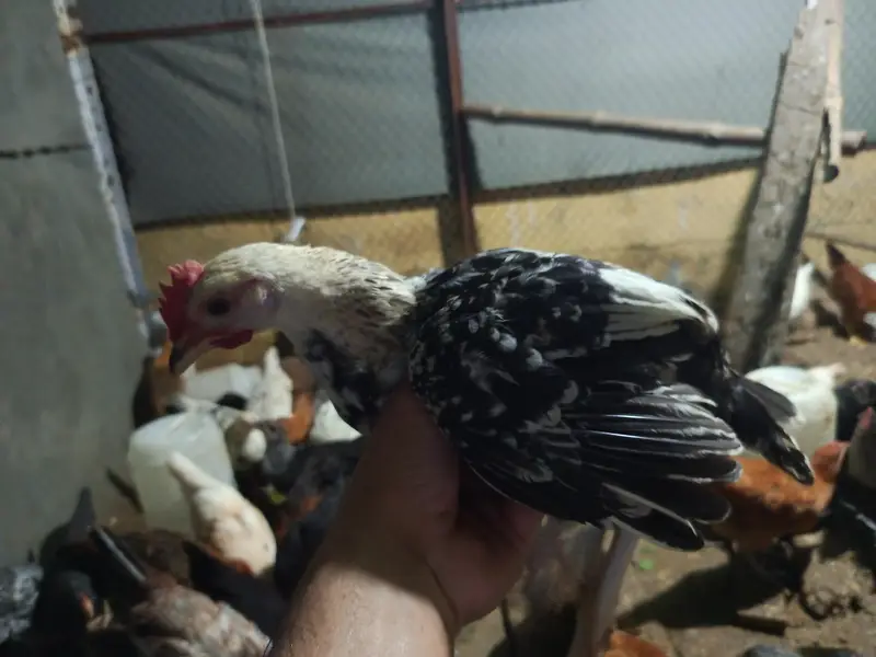 golden misri for sale ,fully vaccinated — photo 7