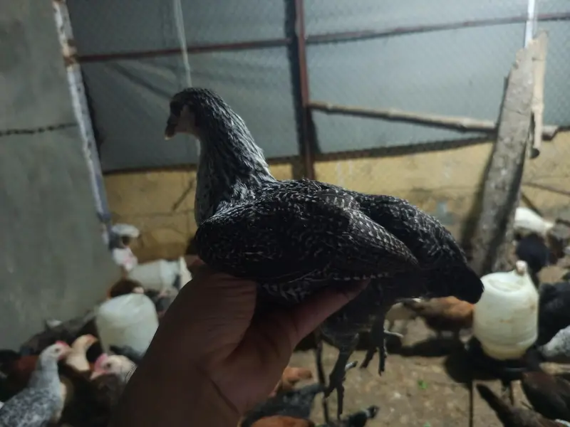 golden misri for sale ,fully vaccinated — photo 8