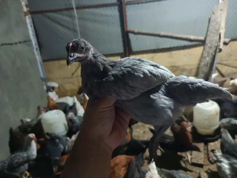 golden misri for sale ,fully vaccinated — photo 9
