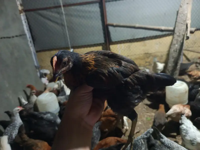 golden misri for sale ,fully vaccinated — photo 10
