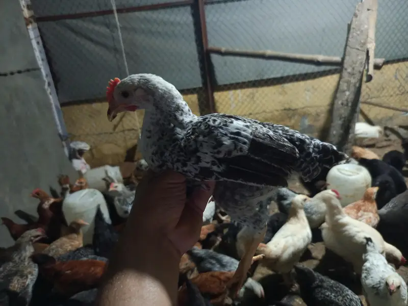 golden misri for sale ,fully vaccinated — photo 11
