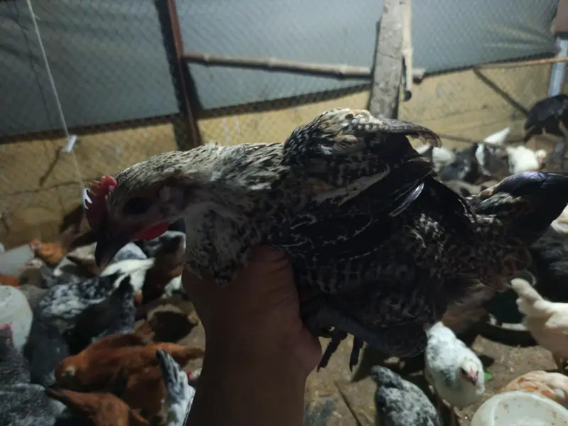golden misri for sale ,fully vaccinated — photo 12