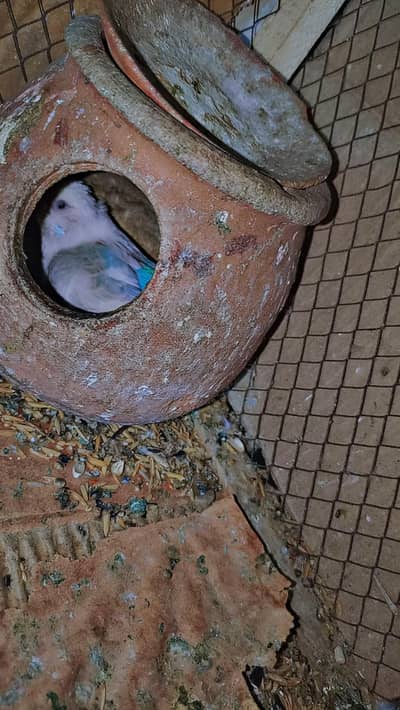 Australia Budgies/Birds + 2 Cages | Complete Setup