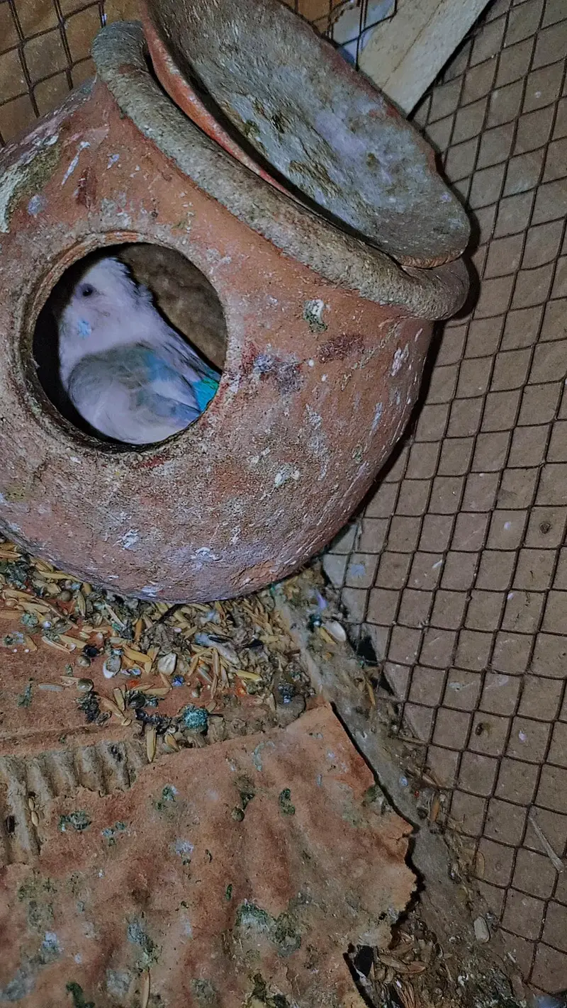 Australia Budgies/Birds + 2 Cages | Complete Setup