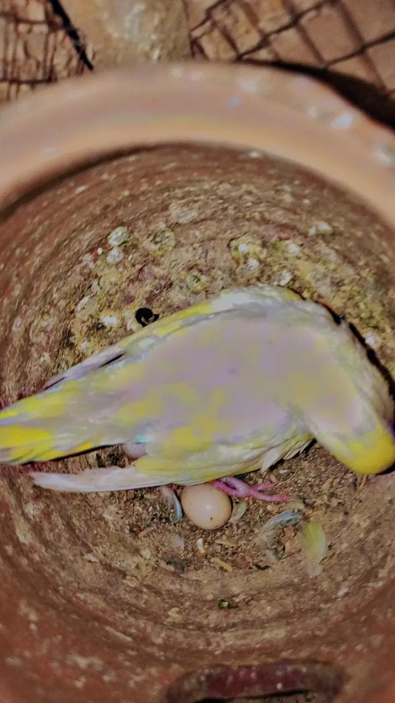 Australia Budgies/Birds + 2 Cages | Complete Setup — photo 2