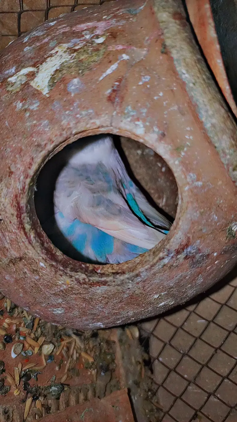 Australia Budgies/Birds + 2 Cages | Complete Setup — photo 3