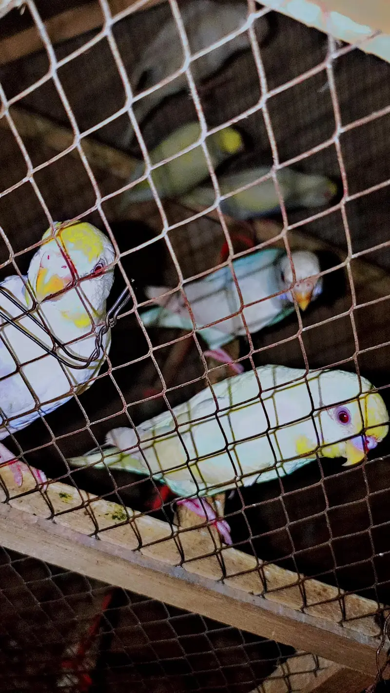 Australia Budgies/Birds + 2 Cages | Complete Setup — photo 4