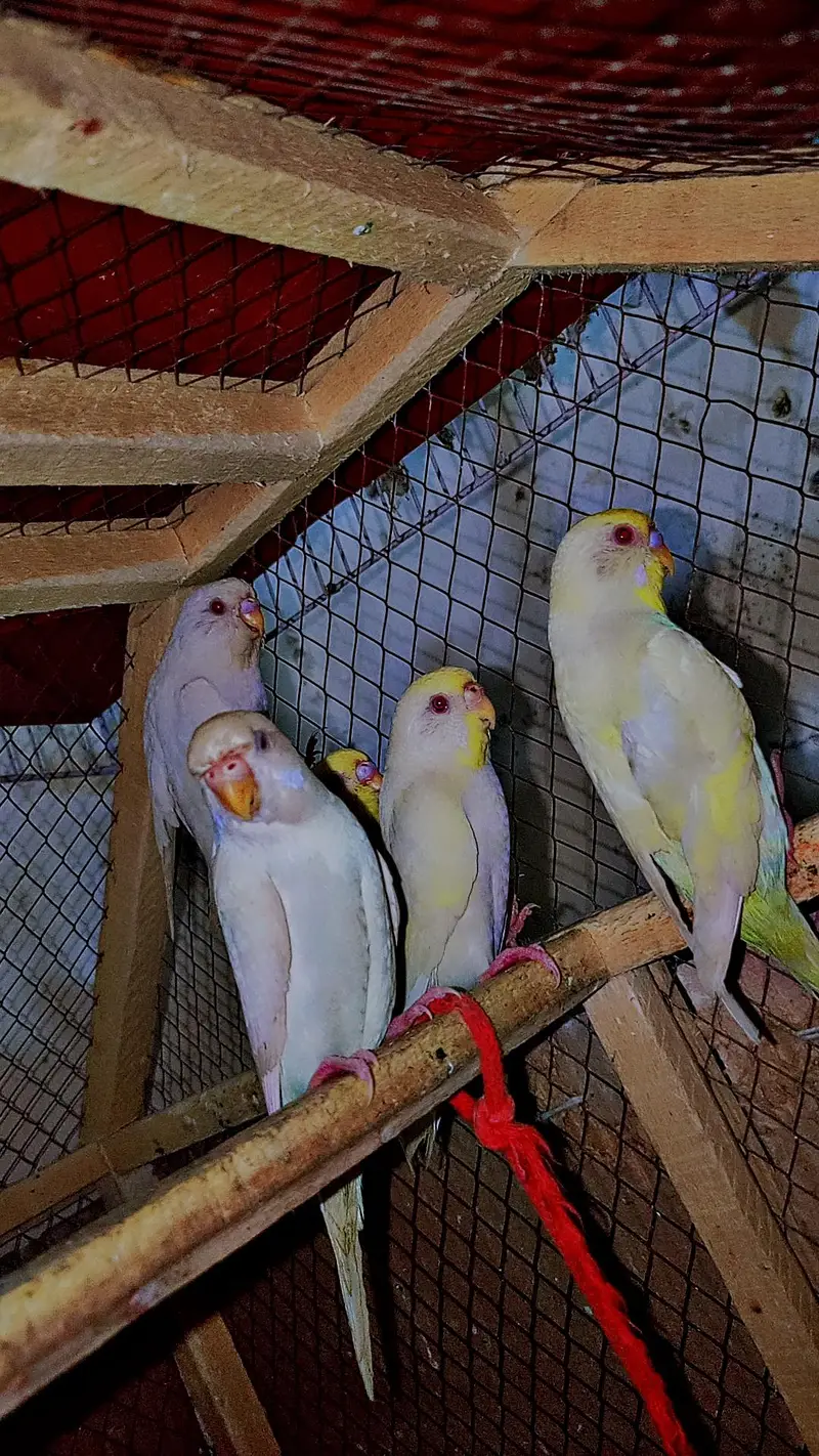 Australia Budgies/Birds + 2 Cages | Complete Setup — photo 5