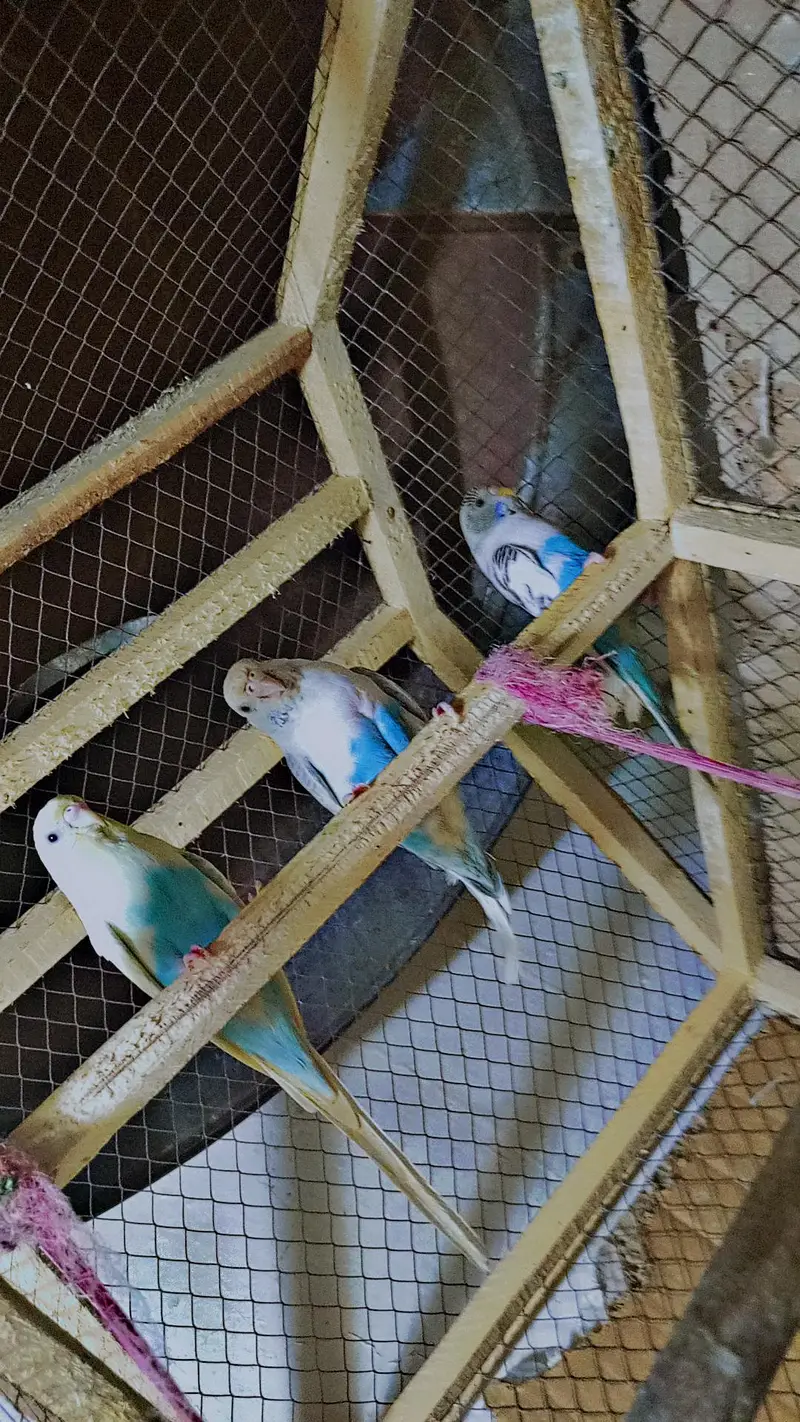 Australia Budgies/Birds + 2 Cages | Complete Setup — photo 6