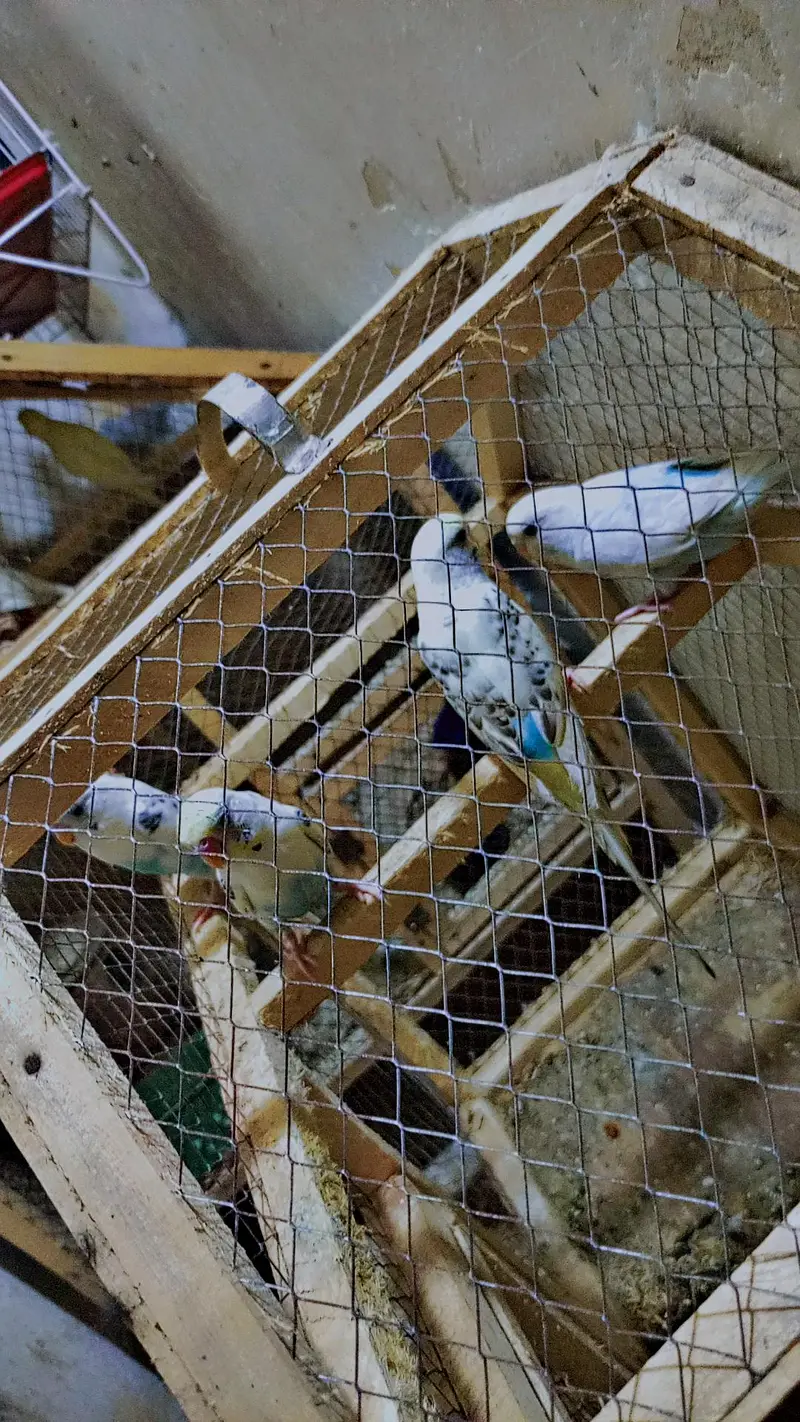 Australia Budgies/Birds + 2 Cages | Complete Setup — photo 7