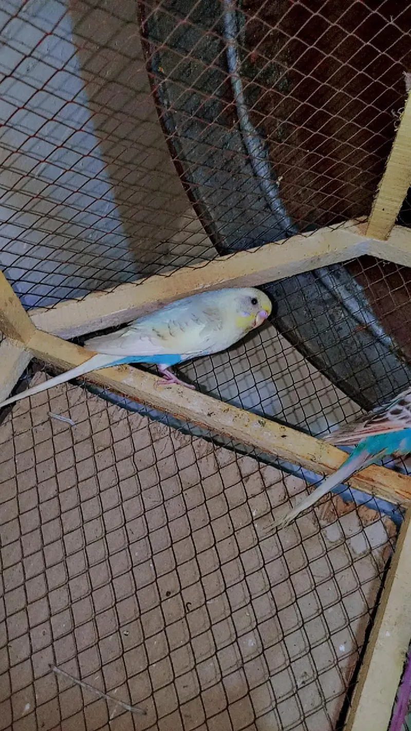 Australia Budgies/Birds + 2 Cages | Complete Setup — photo 8