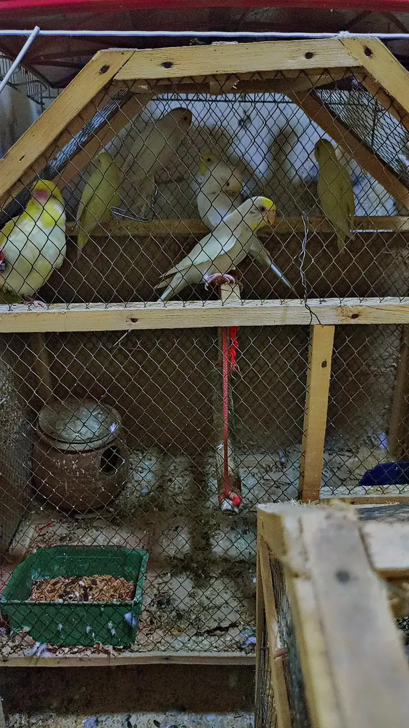 Australia Budgies/Birds + 2 Cages | Complete Setup — photo 9
