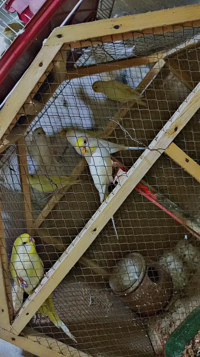 Australia Budgies/Birds + 2 Cages | Complete Setup — photo 10