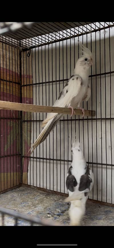 Cocktail and Finches for sell.