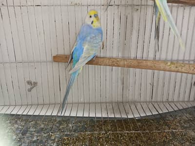 Quality Rainbow Budgie For Sale