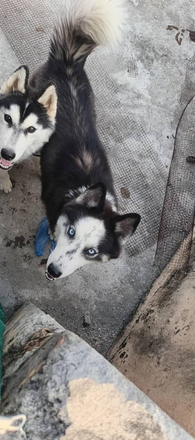 Siberian husky