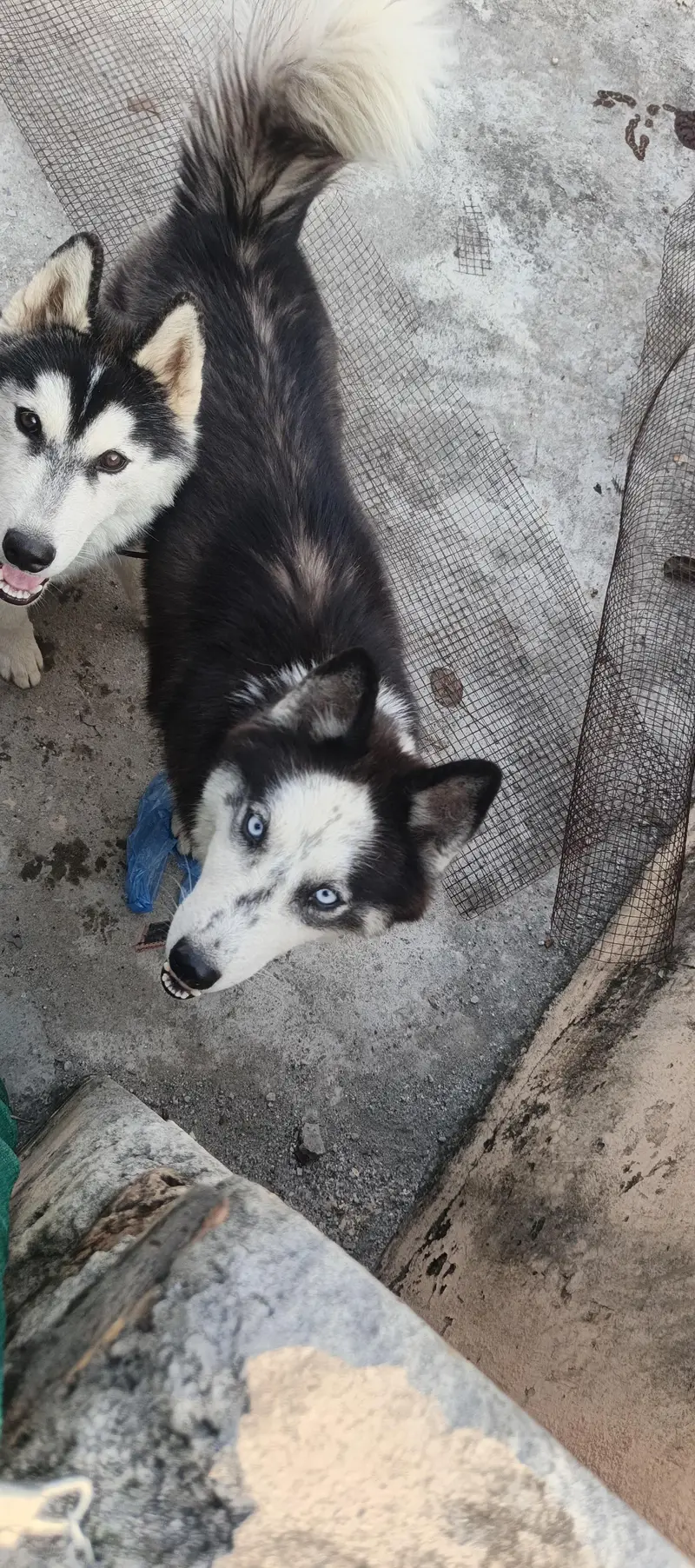 Siberian husky