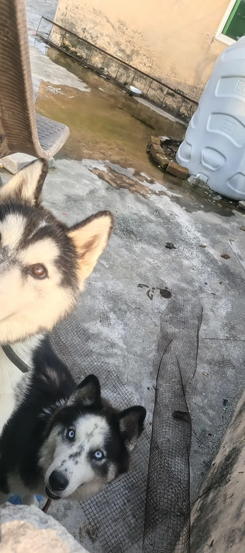 Siberian husky — photo 2